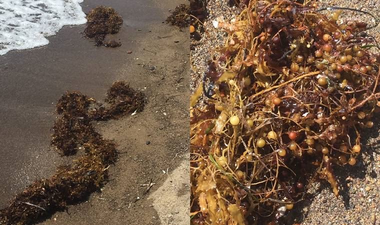 Müsilajdan sonra kıyılarda yeni tehdit: Sargassum