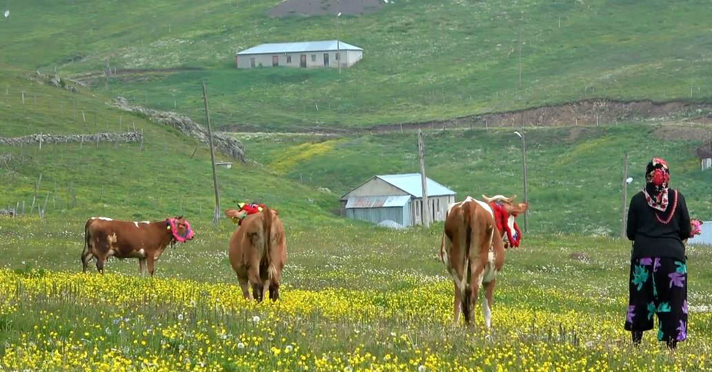 Göçle dolan yaylalarda 'toplanma' uyarısı