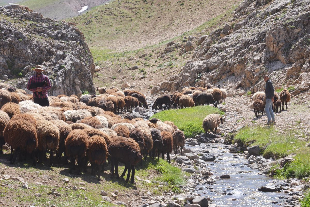 Fenomen çobanın göç yolculuğu