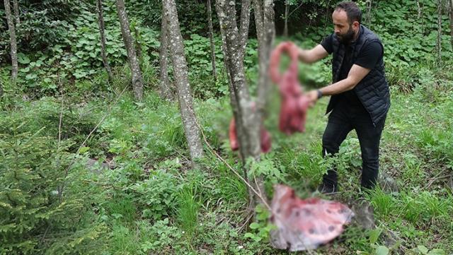 Ayılar inmesin diye ormana et bırakanlara uyarı: Facia ile sonlanabilir