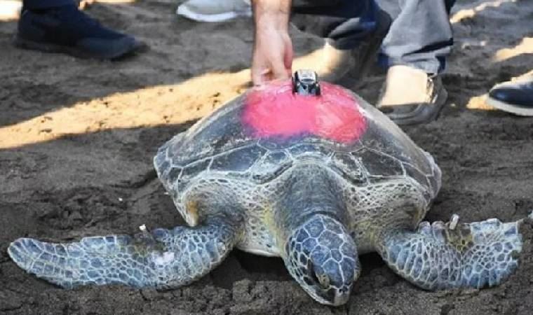 Nesli tükenme tehlikesi altındaki yeşil deniz kaplumbağası 3 günde 30 kilometre yol aldı