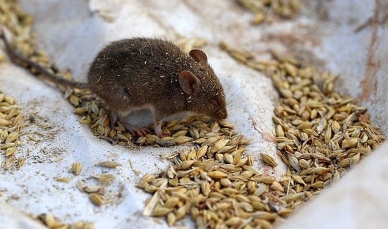 Avustralya'da fare istilası yüzünden mahkumlar başka cezaevlerine nakledildi