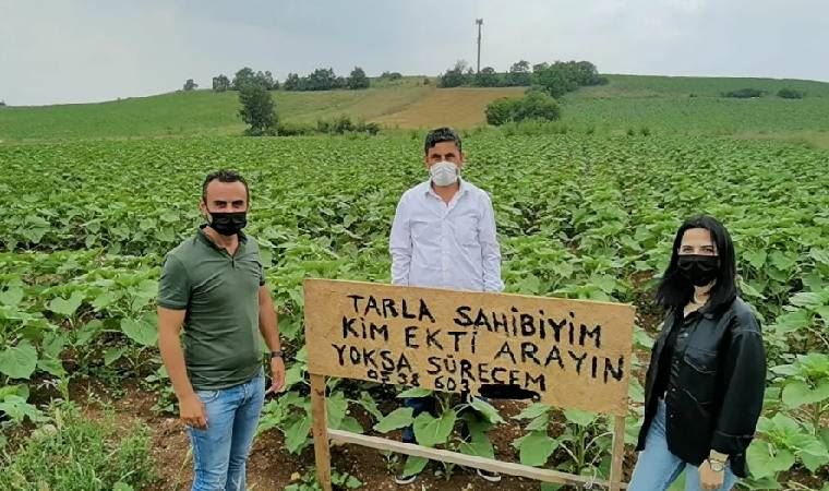 Bursa'da bir çiftçinin tarlasına kendisinden habersiz ayçiçeği ekildi: 'Başka ülkede yaşayamam'