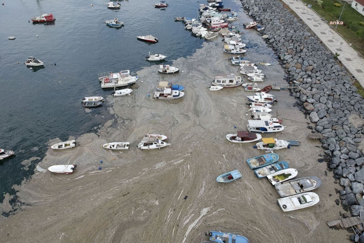 'Müsilajı ekonomik değer haline getirecek çözüm ürettik'