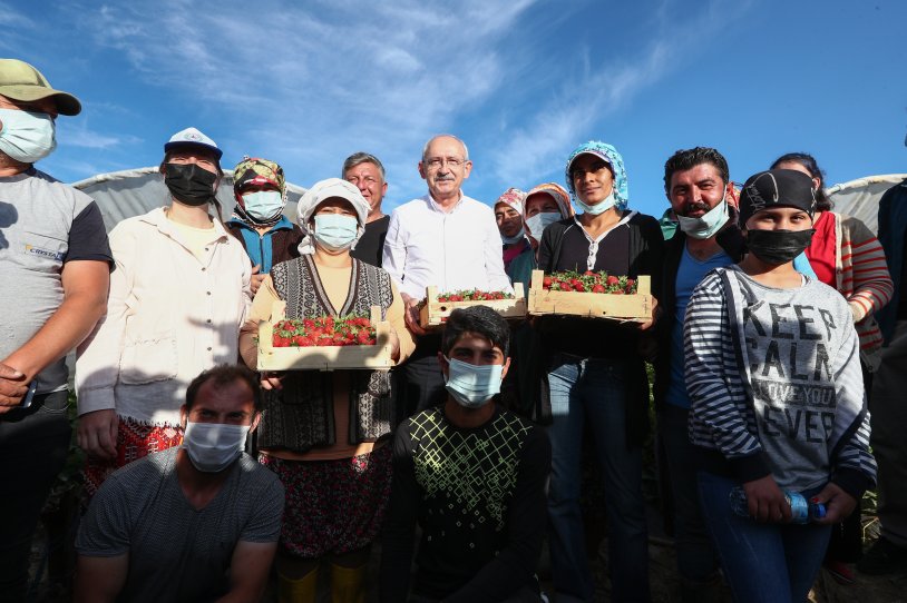 Kılıçdaroğlu, Aydın'da çiftçilerle çilek hasadı yaptı