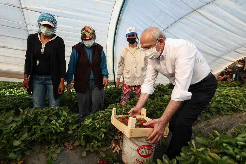 Kılıçdaroğlu, Aydın'da çiftçilerle çilek hasadı yaptı