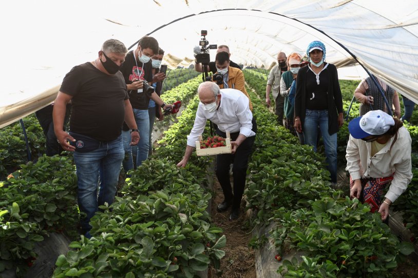 Kılıçdaroğlu, Aydın'da çiftçilerle çilek hasadı yaptı