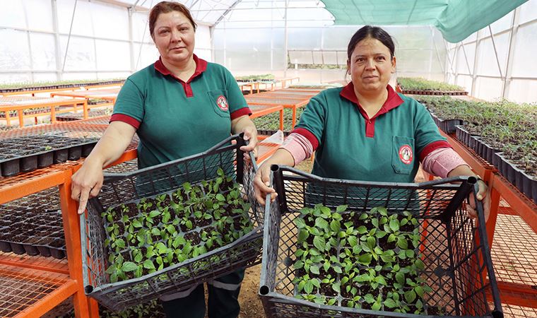 Menteşe'de 55 bin ata tohumu toprakla buluştu