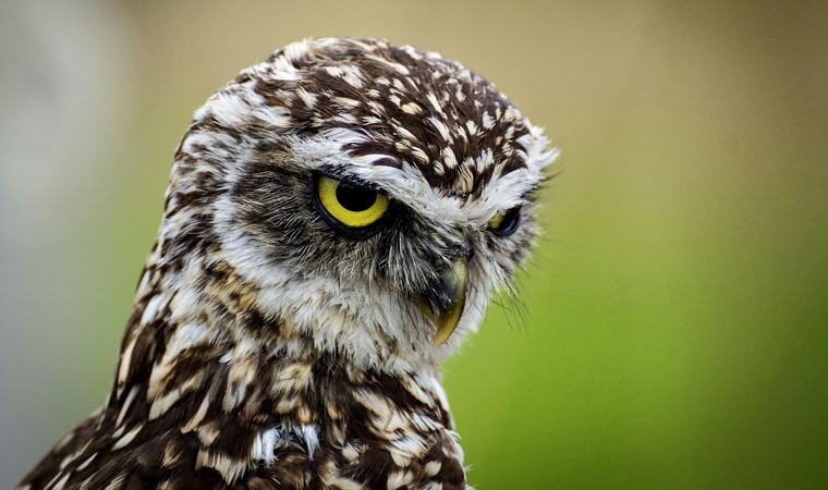 Araştırma: Bazı kuşlar yalanlara kanmamayı öğrenmiş