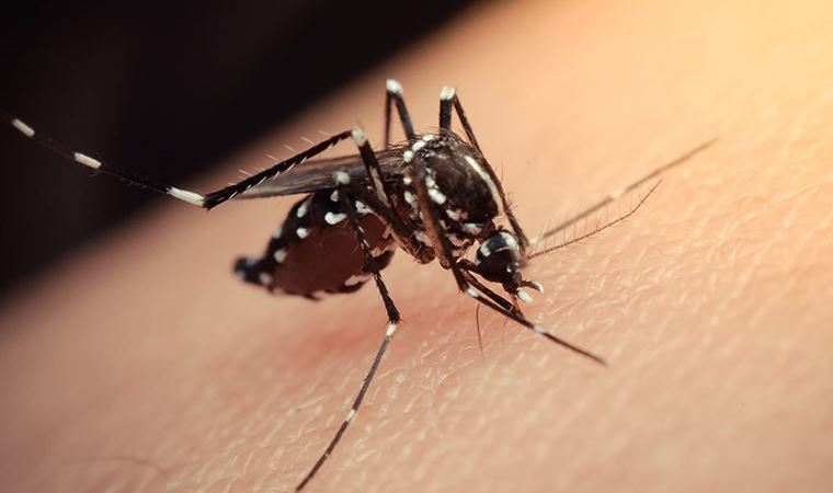 Hindistan’da Zika virüsü görüldü: 14 kişide tespit edildi