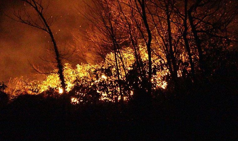 Pakdemirli, bugün çıkan orman yangını sayısını açıkladı