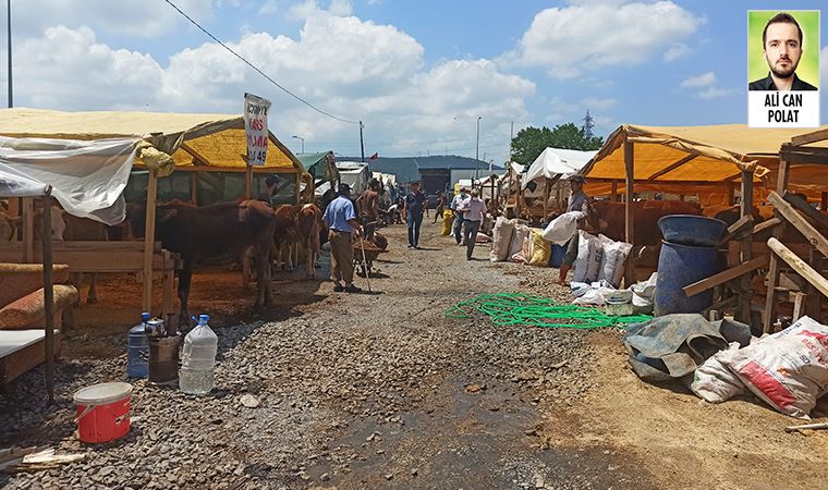 Büyük şehirlerde pazarlara gelen besiciler, fiyatlar nedeniyle satışlardan umutsuz