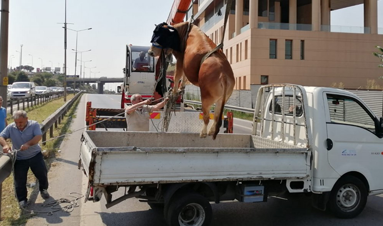 Pendik'te kaçan boğayı kurtarma operasyonu