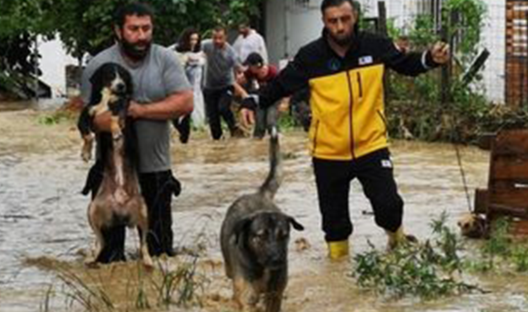 Selde sokak hayvanları boğulmaktan böyle kurtarıldı