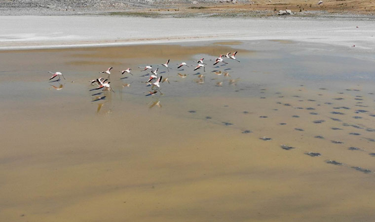 Baraj politikası göleti kuruttu: Flamingolar yaşam mücadelesi veriyor