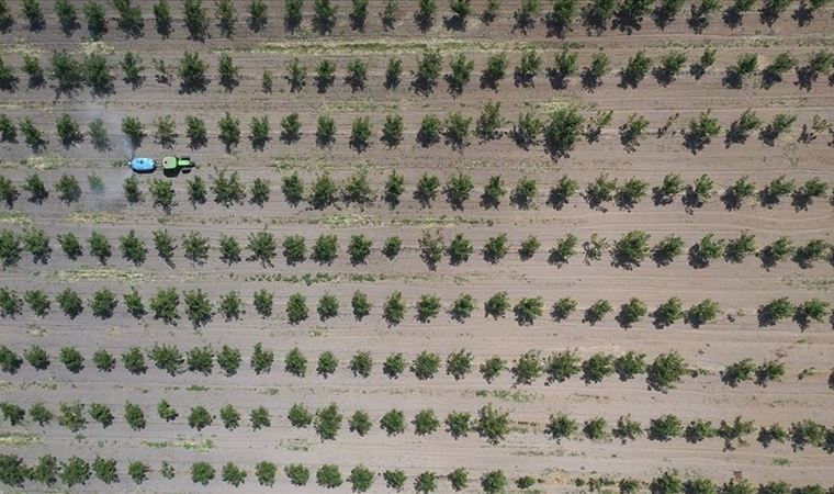 Yaklaşık 13 milyon metrekare Hazine arazisi, tıbbi ve aromatik bitkilerin yetiştirilmesi için kiraya verildi