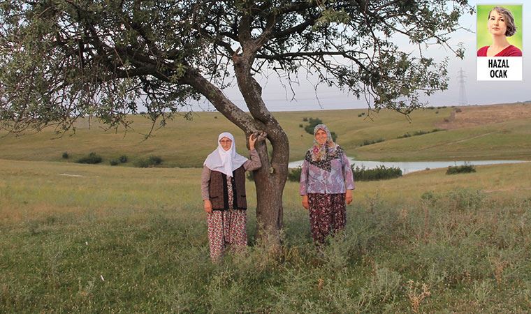 En büyük miras: Boz ahlat ağacı tehdit altında