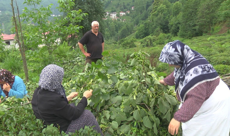 Kilosu 500 TL'den alıcı buluyor