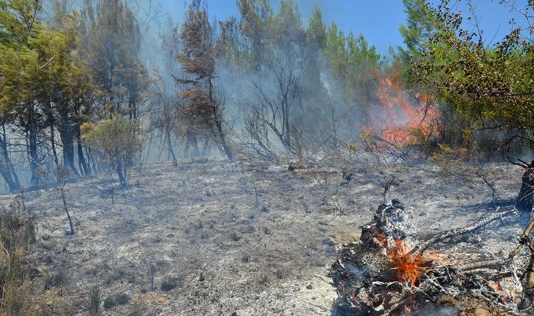 Antalya Da Orman Yangini 15 Dekar Makilik Ile Zeytin Ve Cam Agaclari Yandi