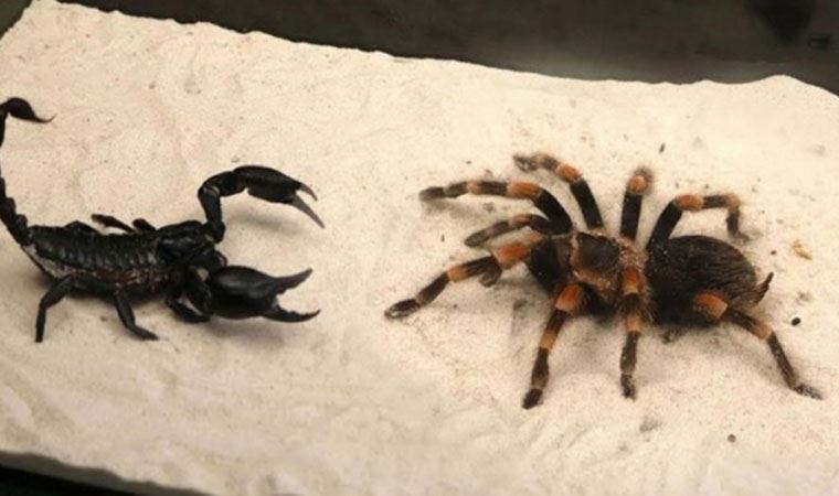 Zehir uzmanı yanıt verdi: Bir tarantula ve akrep kavgaya tutuşsa kim kazanır?