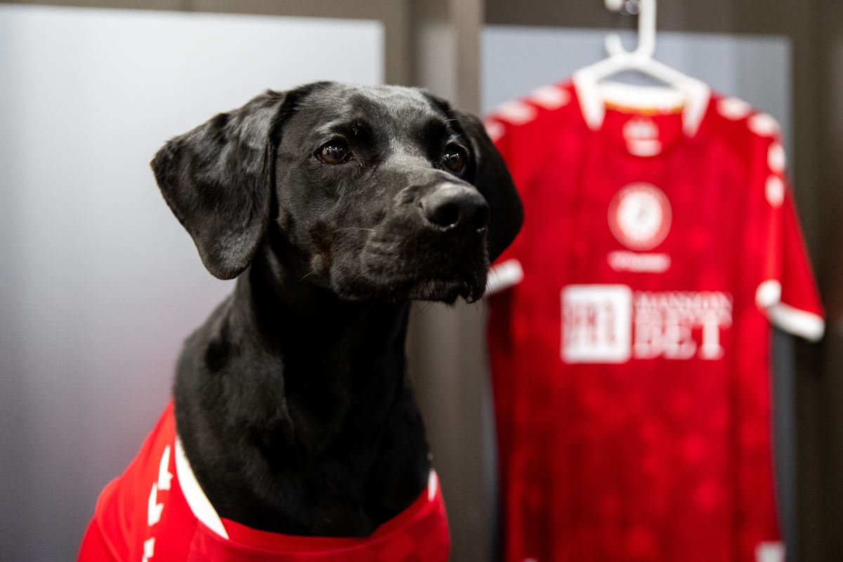 Championship ekibi Bristol City, yeni sezon formalarını köpeklerle tanıttı