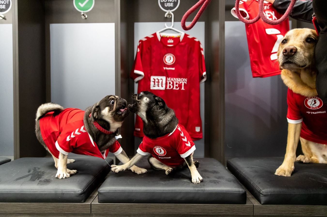 Championship ekibi Bristol City, yeni sezon formalarını köpeklerle tanıttı