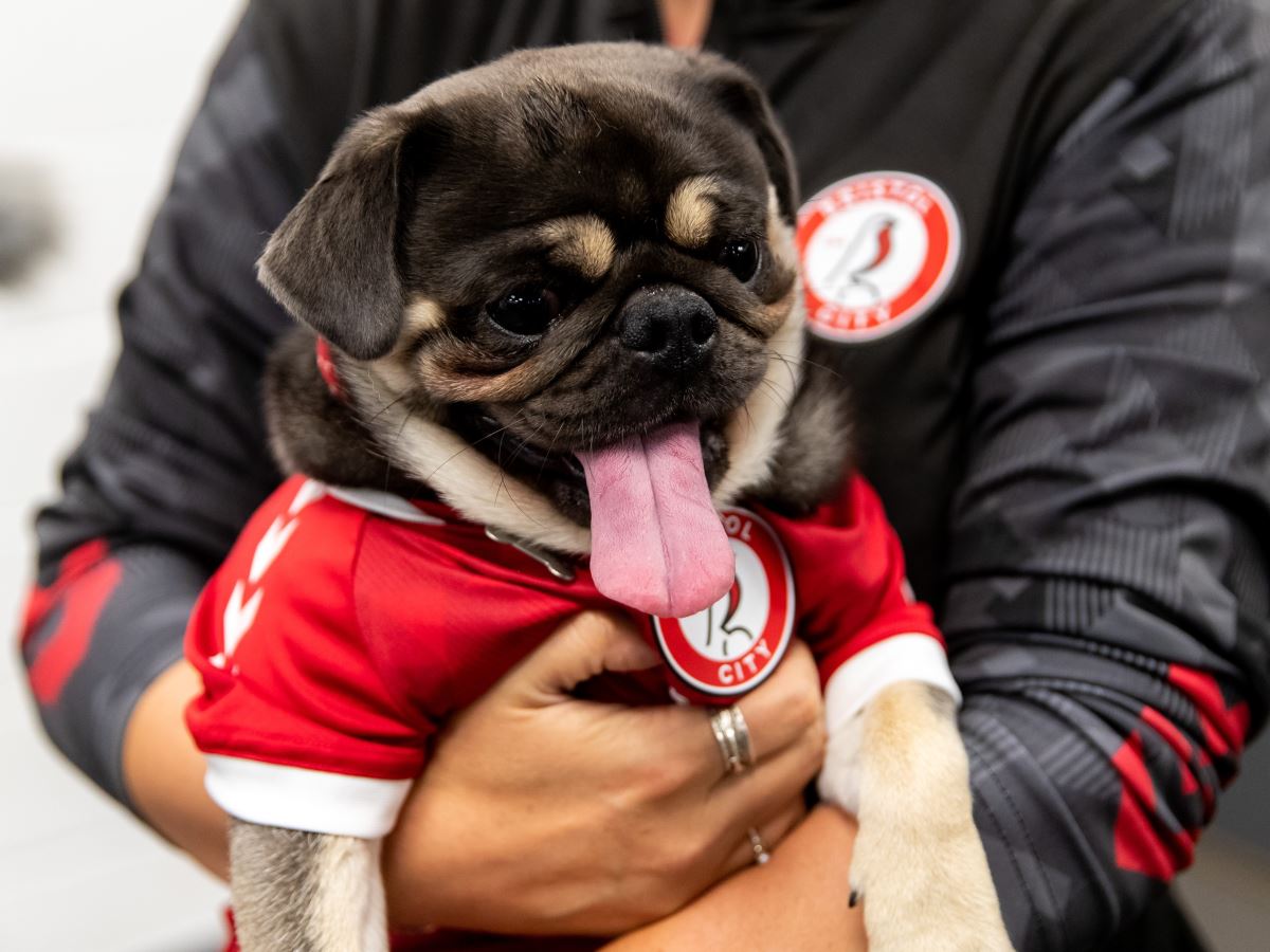 Championship ekibi Bristol City, yeni sezon formalarını köpeklerle tanıttı