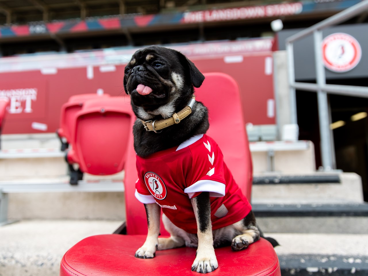 Championship ekibi Bristol City, yeni sezon formalarını köpeklerle tanıttı