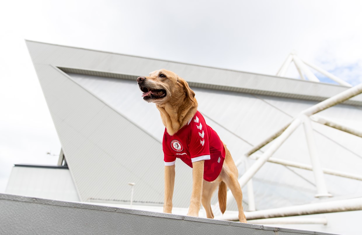 Championship ekibi Bristol City, yeni sezon formalarını köpeklerle tanıttı