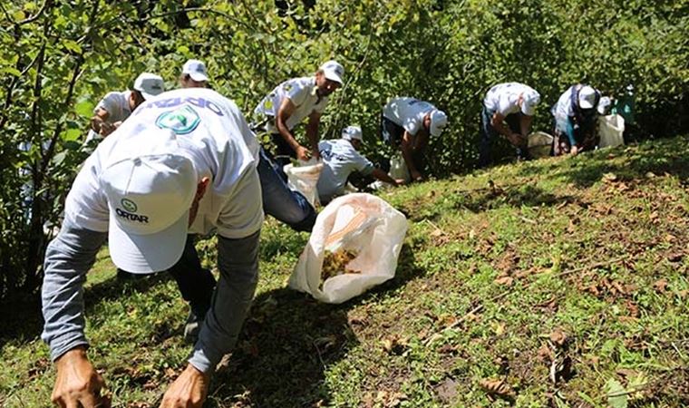 Karadeniz'e fındık göçü başladı; vakalar artışa geçti