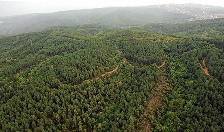 Çorum'da ağustos ayı süresince ormanlara girişler yasaklandı