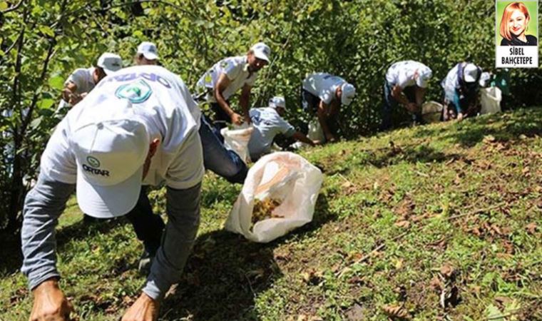 Fındık göçü nedeniyle kentteki vaka sayısı 10 kat arttı