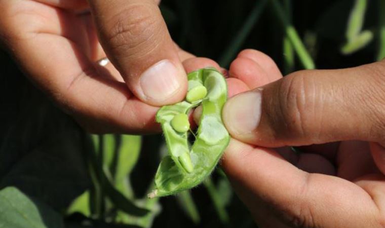 Soya fasulyesinde 'bakteri aşılama' yöntemi