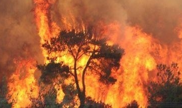 Çanakkale'de korkutan orman yangını