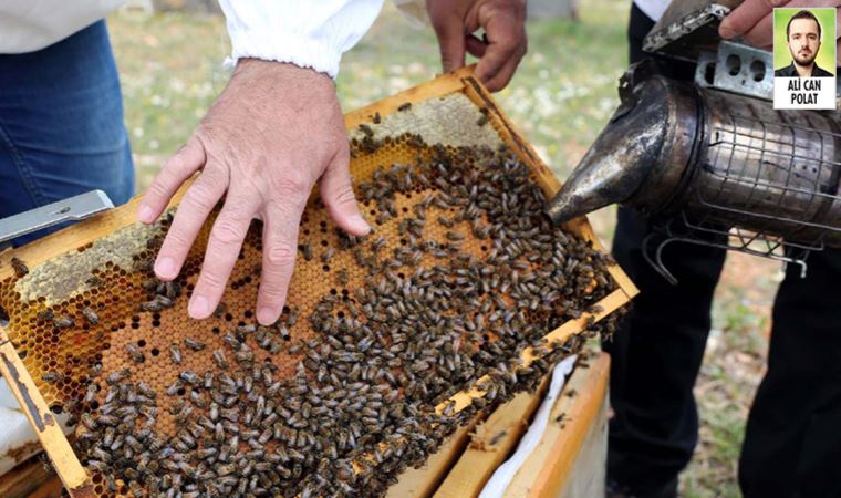 Balparmak, Marmarisli arıcılardan ön ödemeli bal alacağını duyurdu