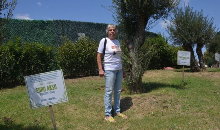 Avcılar'da kadına şiddetin simgesi zeytin ağaçları önündeki tabelalardan 9'u çalındı