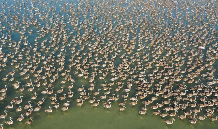 İzmir Kuş Cenneti'nde 18 bin flamingo ilk kez kanat çırpıyor