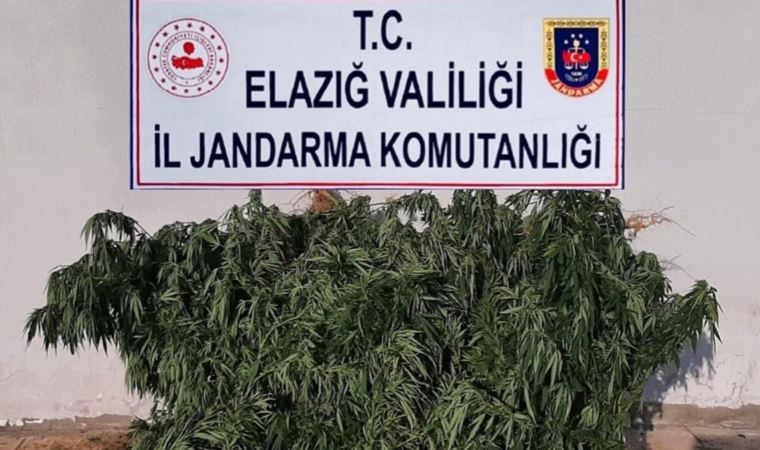 Elazığ'da dağlık araziye ekilmiş 457 kök Hint keneviri ele geçirildi