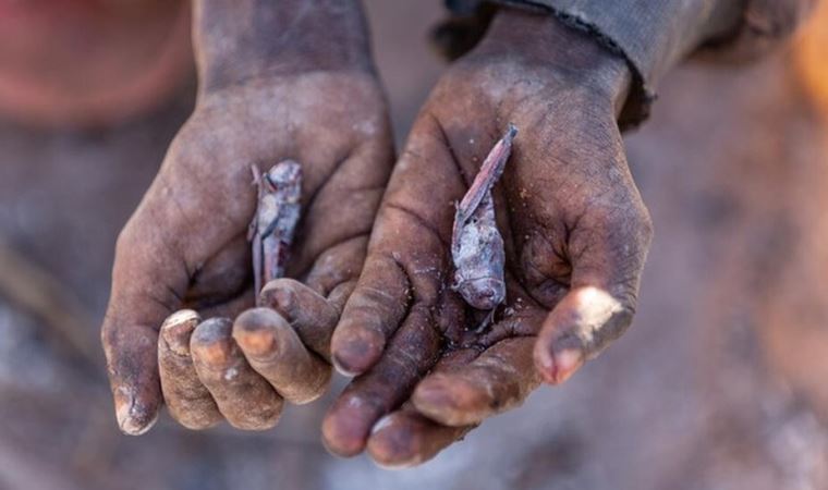 İklim krizi: BM'ye göre Madagaskar dünyada iklim değişikliği sonucu açlık görülen ilk ülke olmak üzere