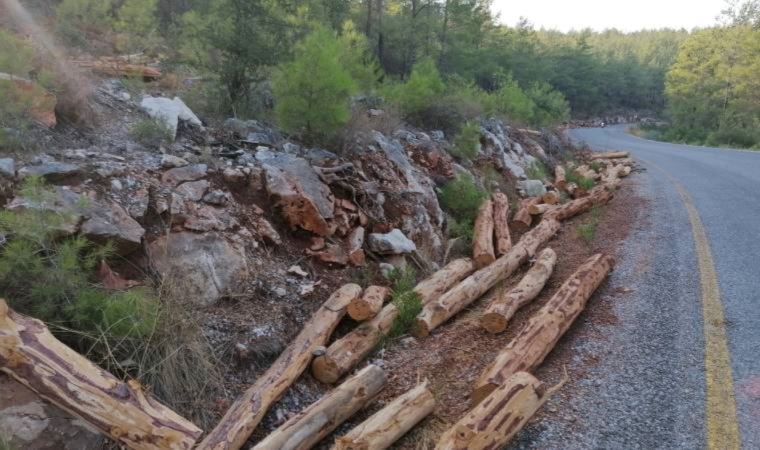 Akbelen ormanlarına mahkeme kararına rağmen iş makineleri soktular