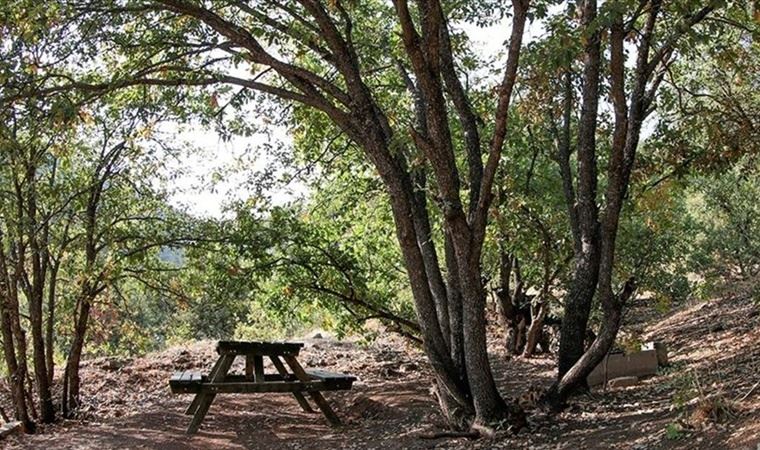 Tunceli'de ormanlık alanlara giriş çıkışlar 30 gün yasaklandı