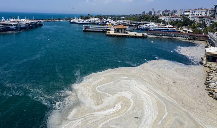 Müsilajlı Marmara’dan Silikon Vadisi’ne bir bilmecenin peşinde