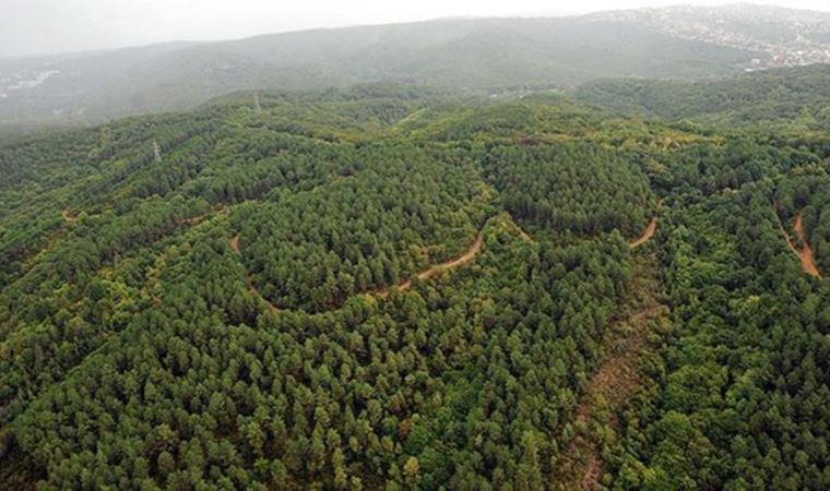 Uydu fotoğrafları ortaya çıktı: Yanmayan ormanları da rant için yok edecekler