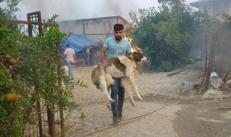 'Afet bölgelerinde ilk yardımı mutlaka görevli veteriner uygulamalı'