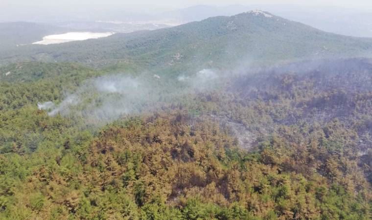 Milas'ta orman yangını yeniden başladı