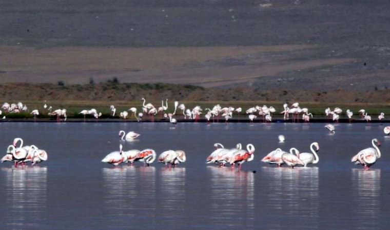 Van'da flamingolar kuraklık nedeniyle yer değiştirdi