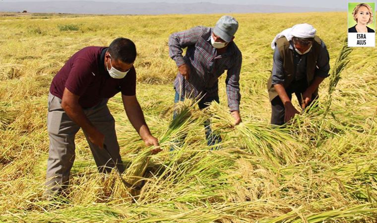 Hükümetin açıkladığı taban fiyatlar, çeltik üreticisini memnun etmedi