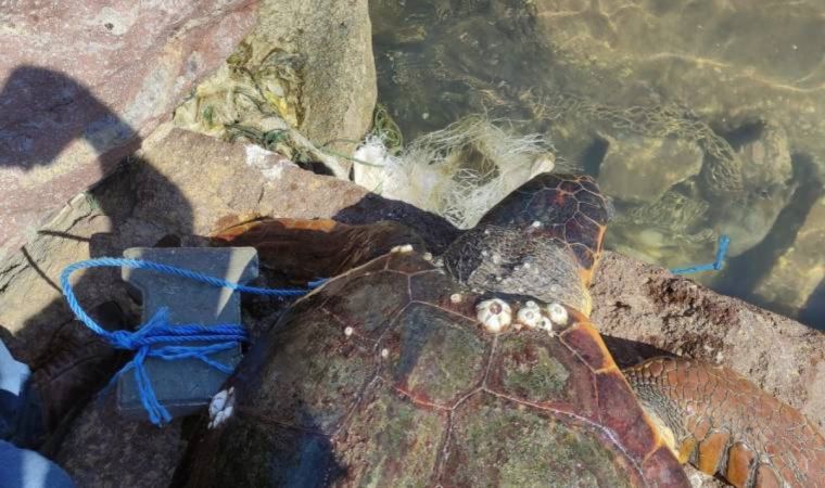 Çanakkale'de koluna parke taşı bağlanarak denize bırakılan caretta caretta kurtarıldı