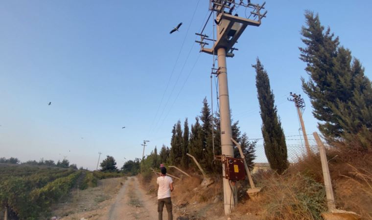 Gönüllüler, leyleklerin elektrik akımına kapılmaması için nöbet tutuyor