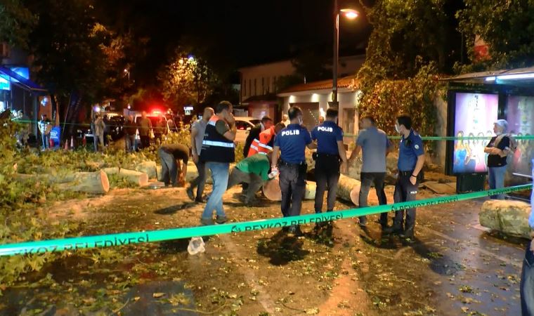 Beykoz'da tarihi çınar devrildi, sahil yolu trafiğe kapandı